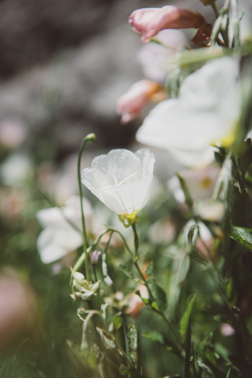 white petals flowers free photo