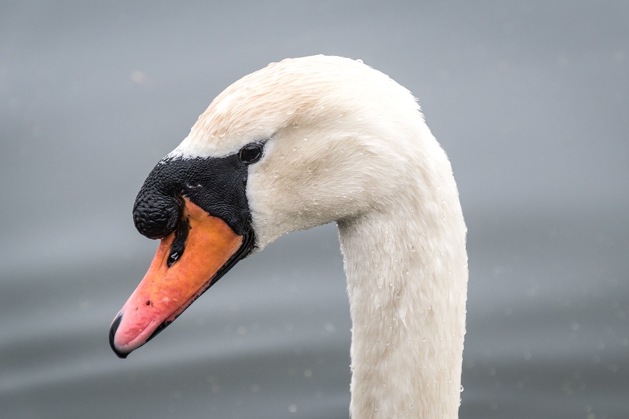 white duck swan free photo