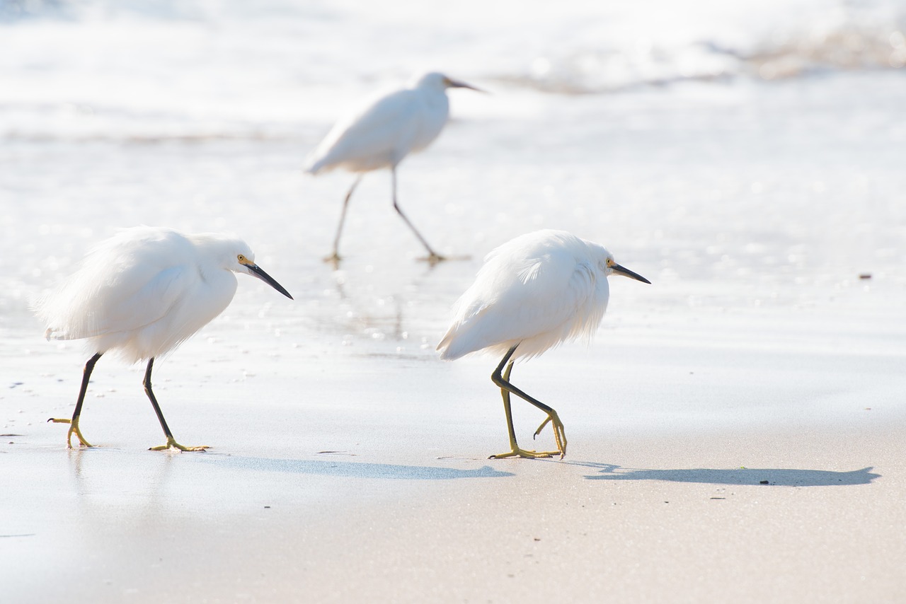 white bird animal free photo