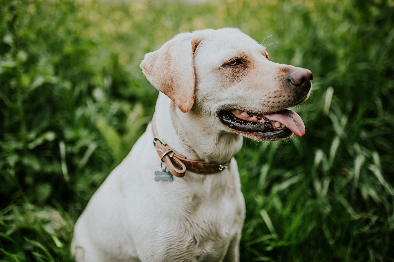 white dog animal free photo