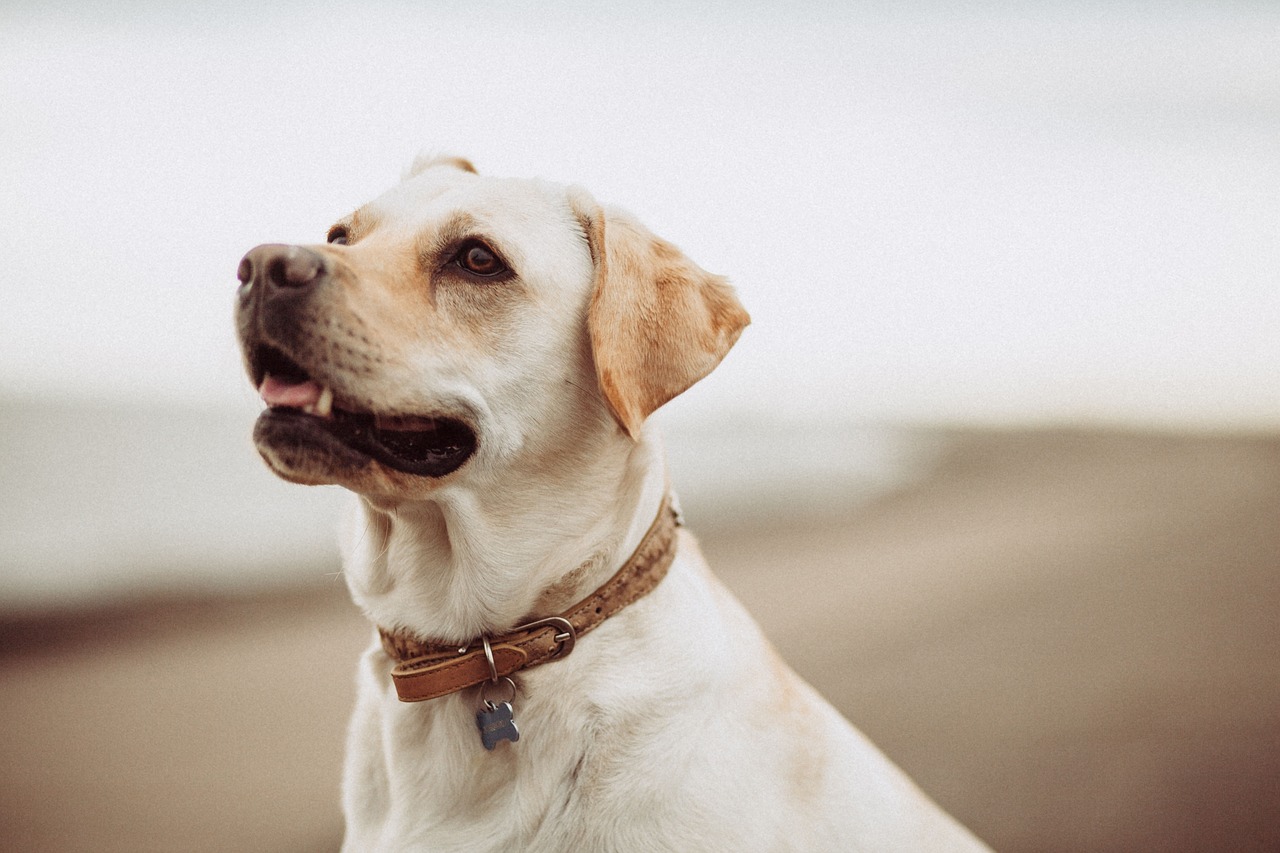 white dog animal free photo