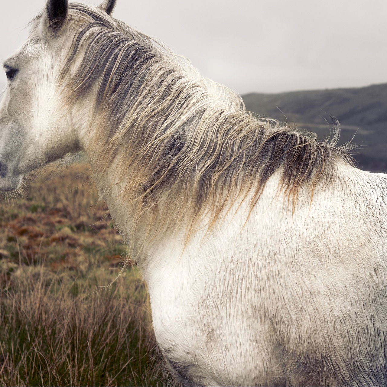 white horse animal free photo