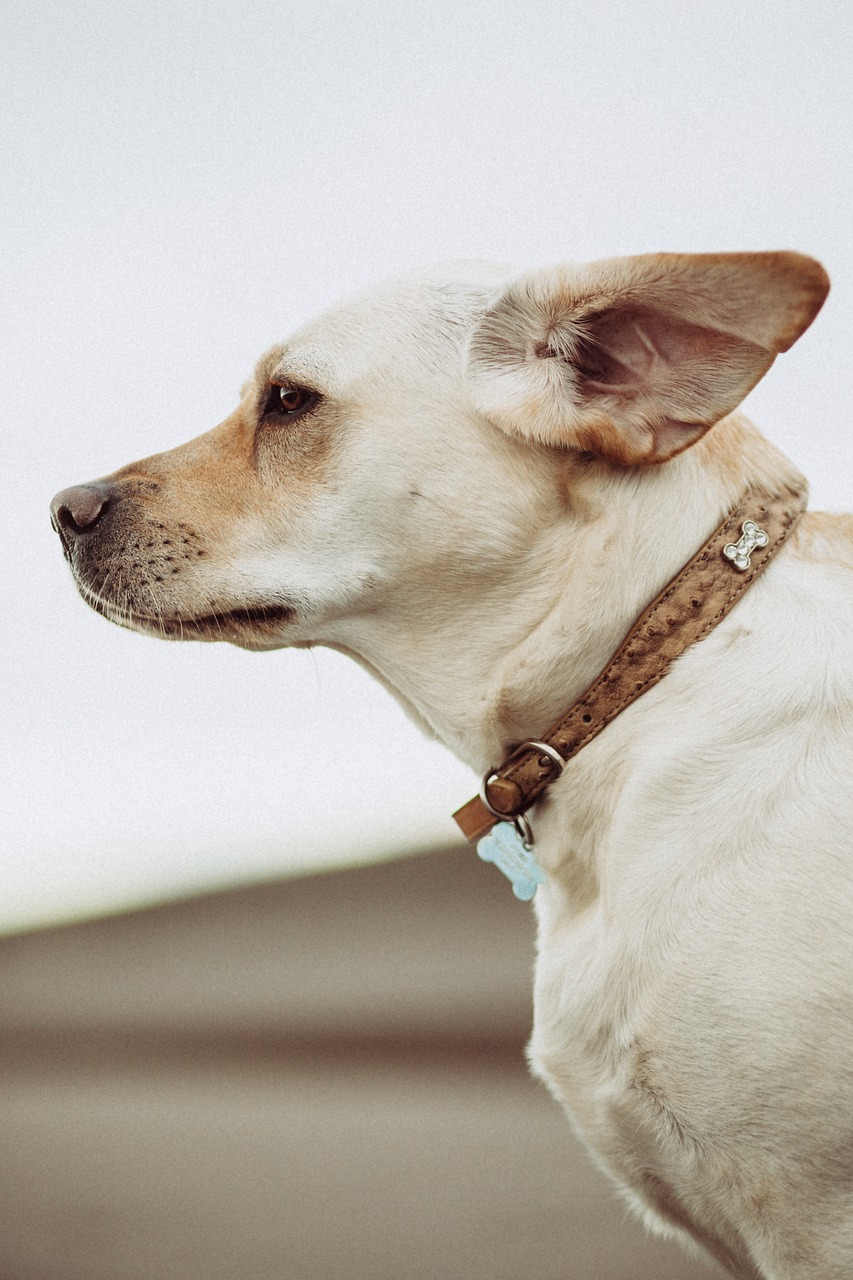 white dog animal free photo