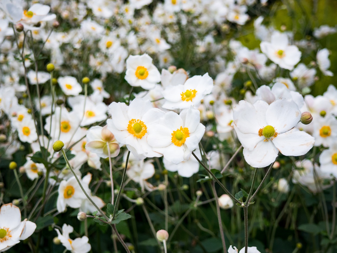 white flowers garden free photo