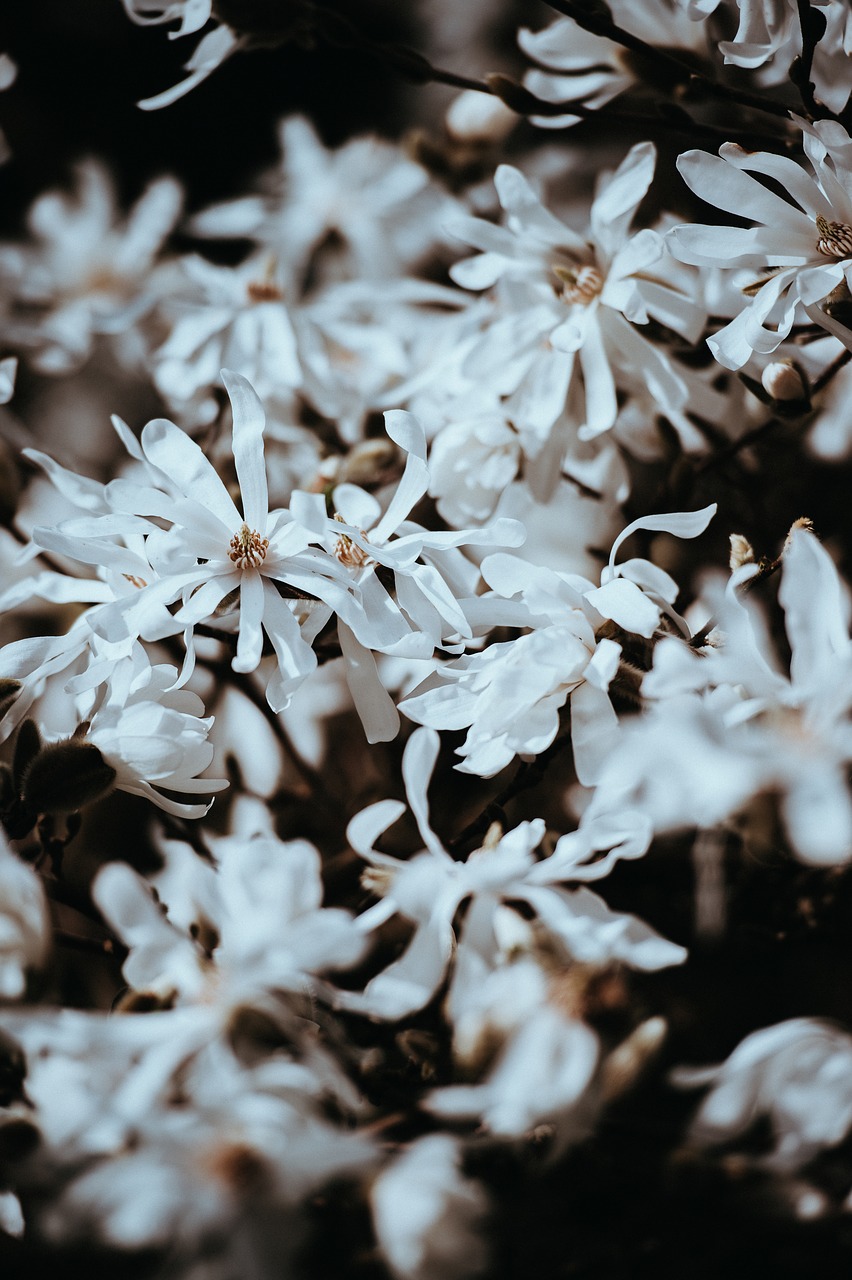 white petal flower free photo