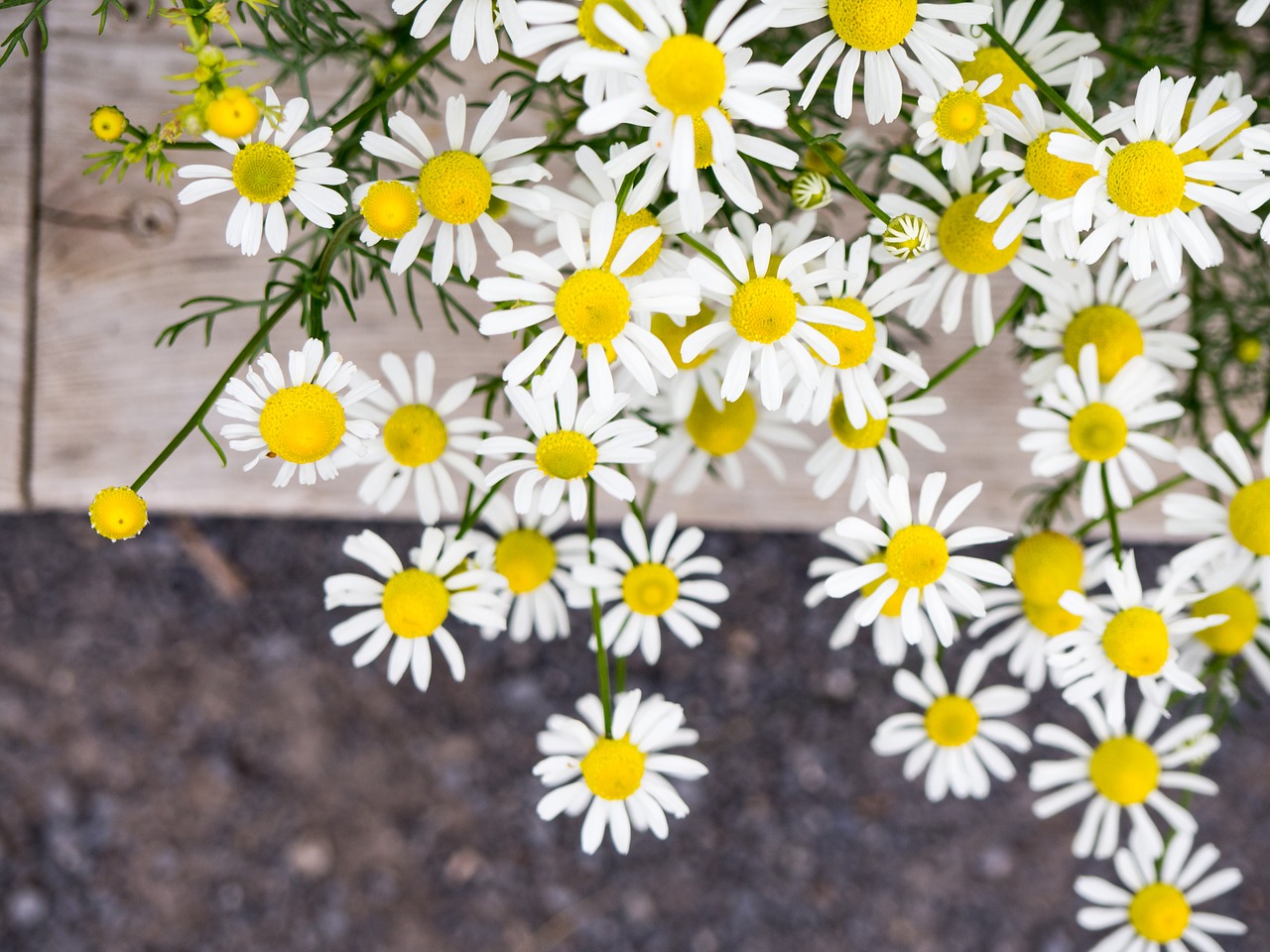 white petal yellow free photo