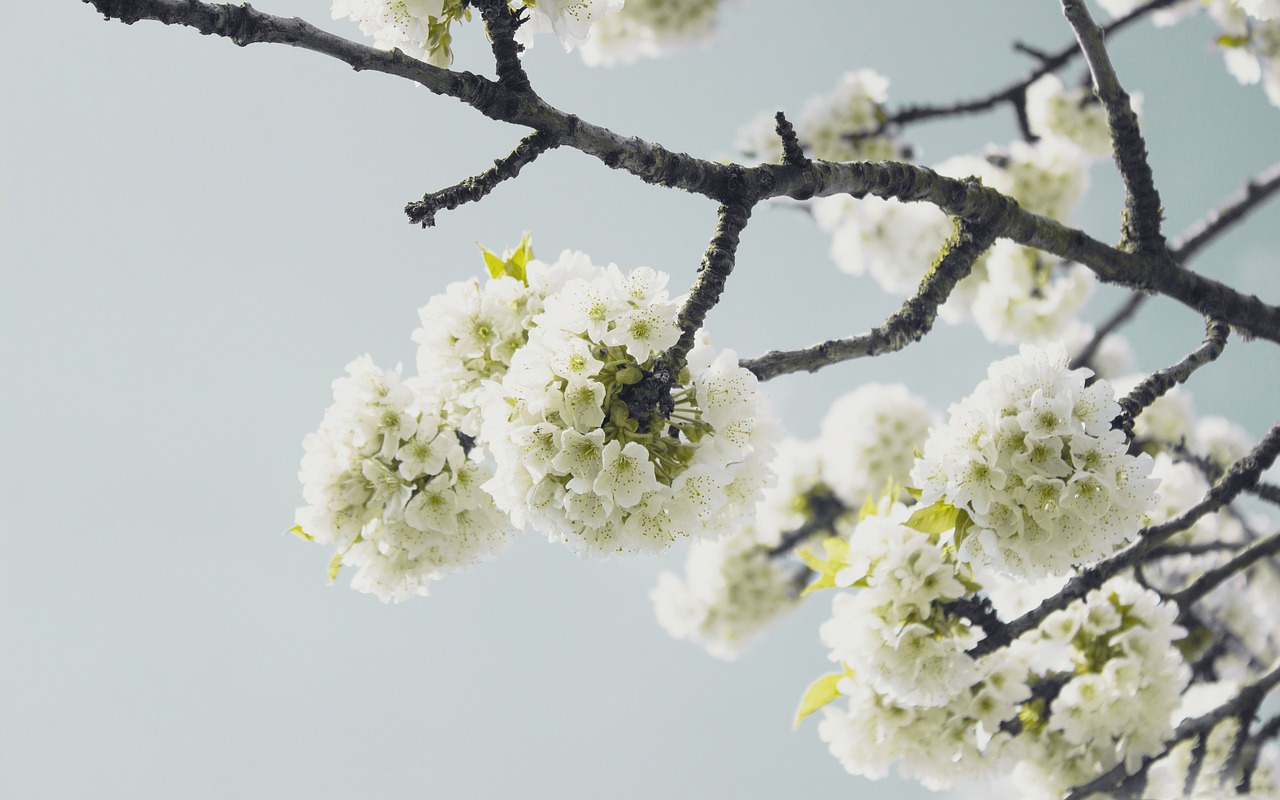 white flower bloom free photo