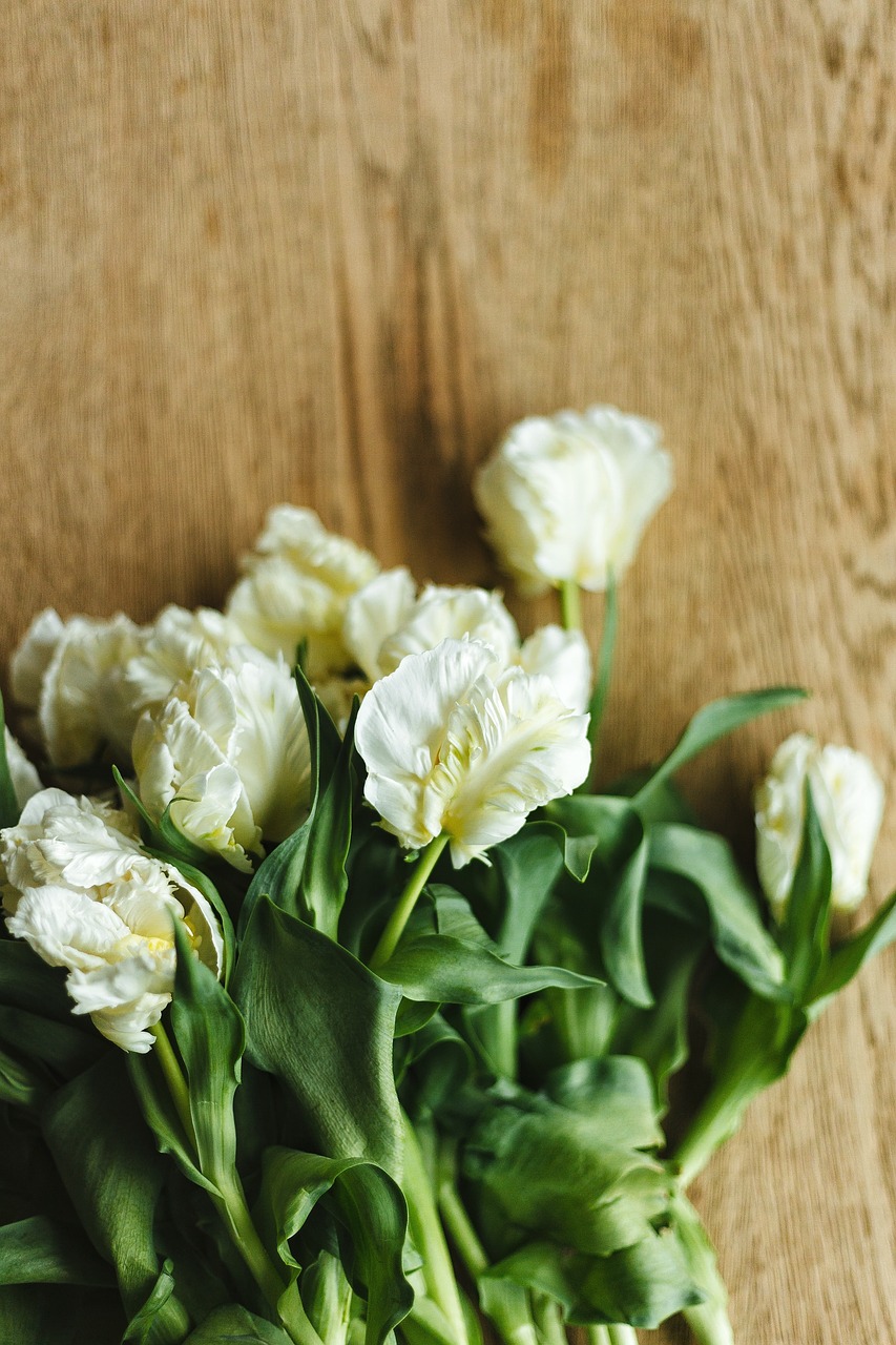 white petal flower free photo