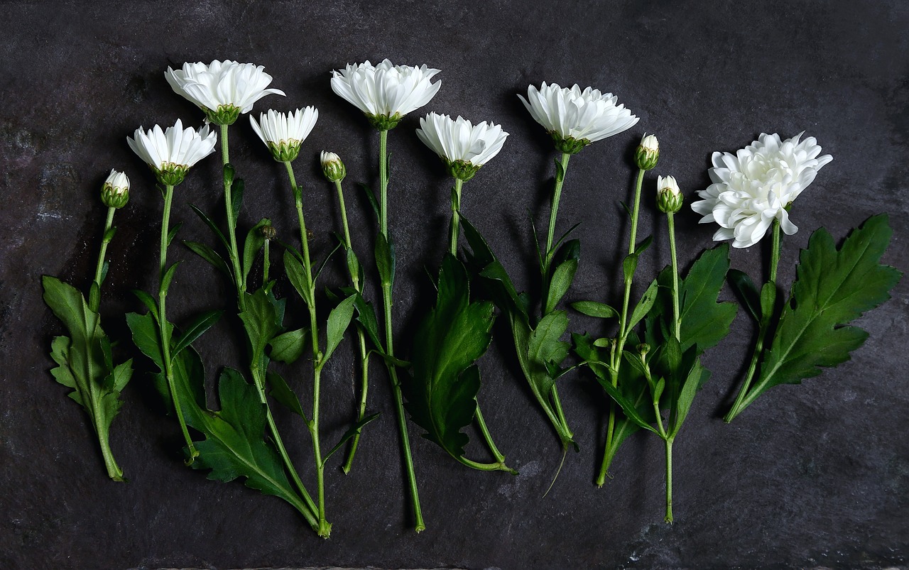 white petal flowers free photo