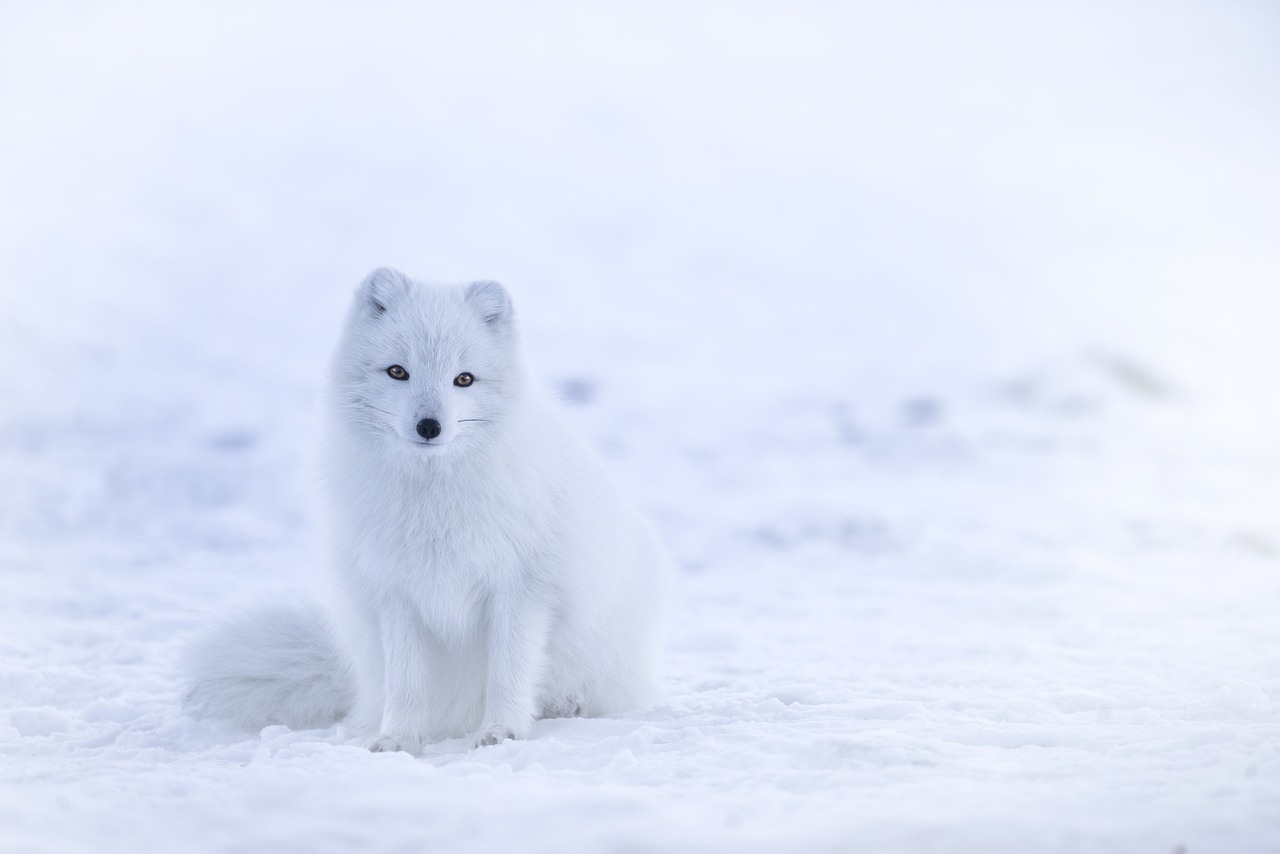 white fox animal free photo