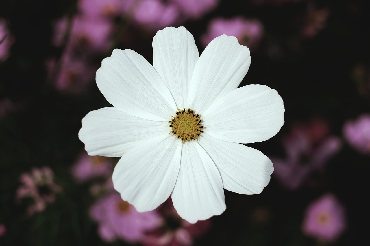 white petal flower free photo