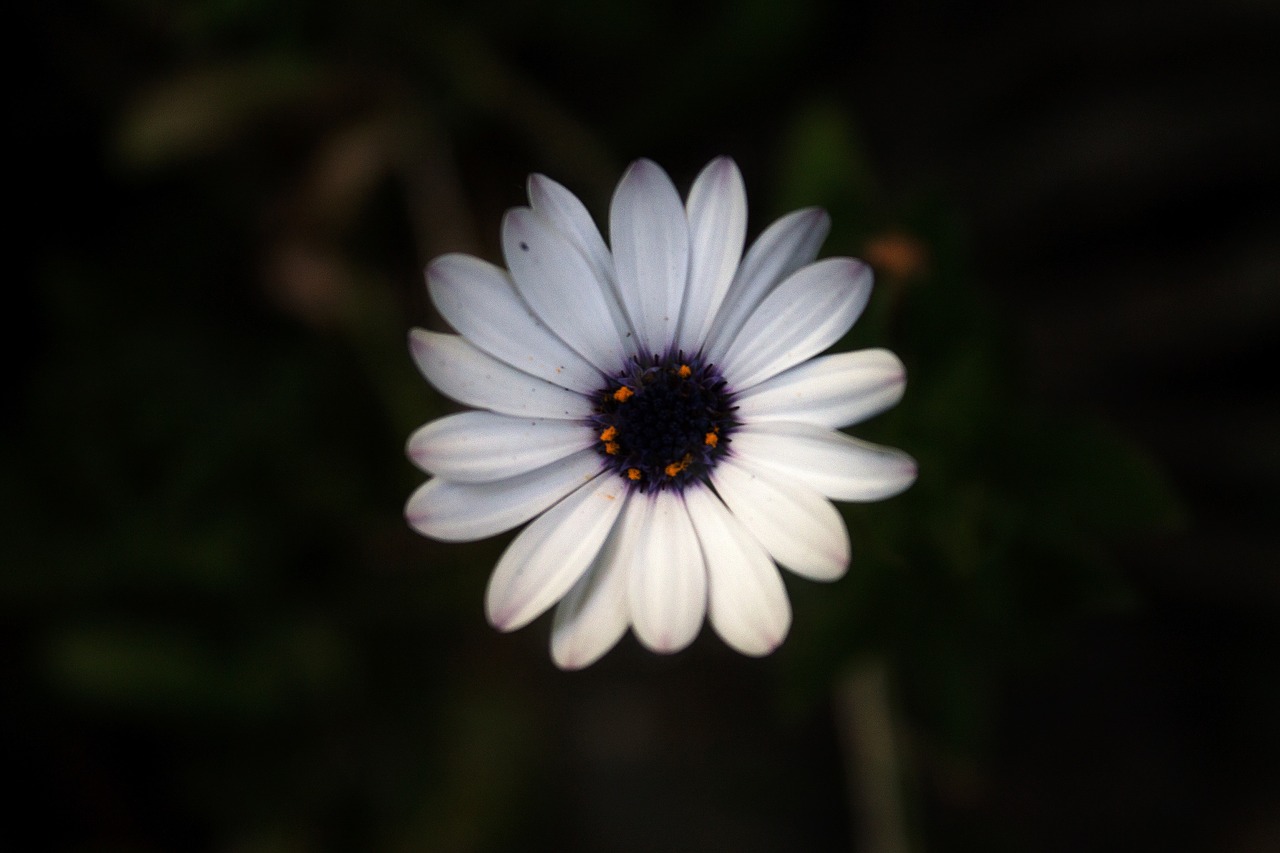 white petal dark free photo