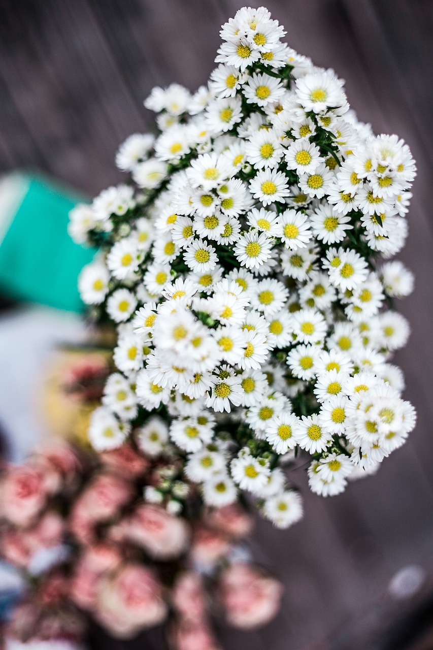 white petal flower free photo