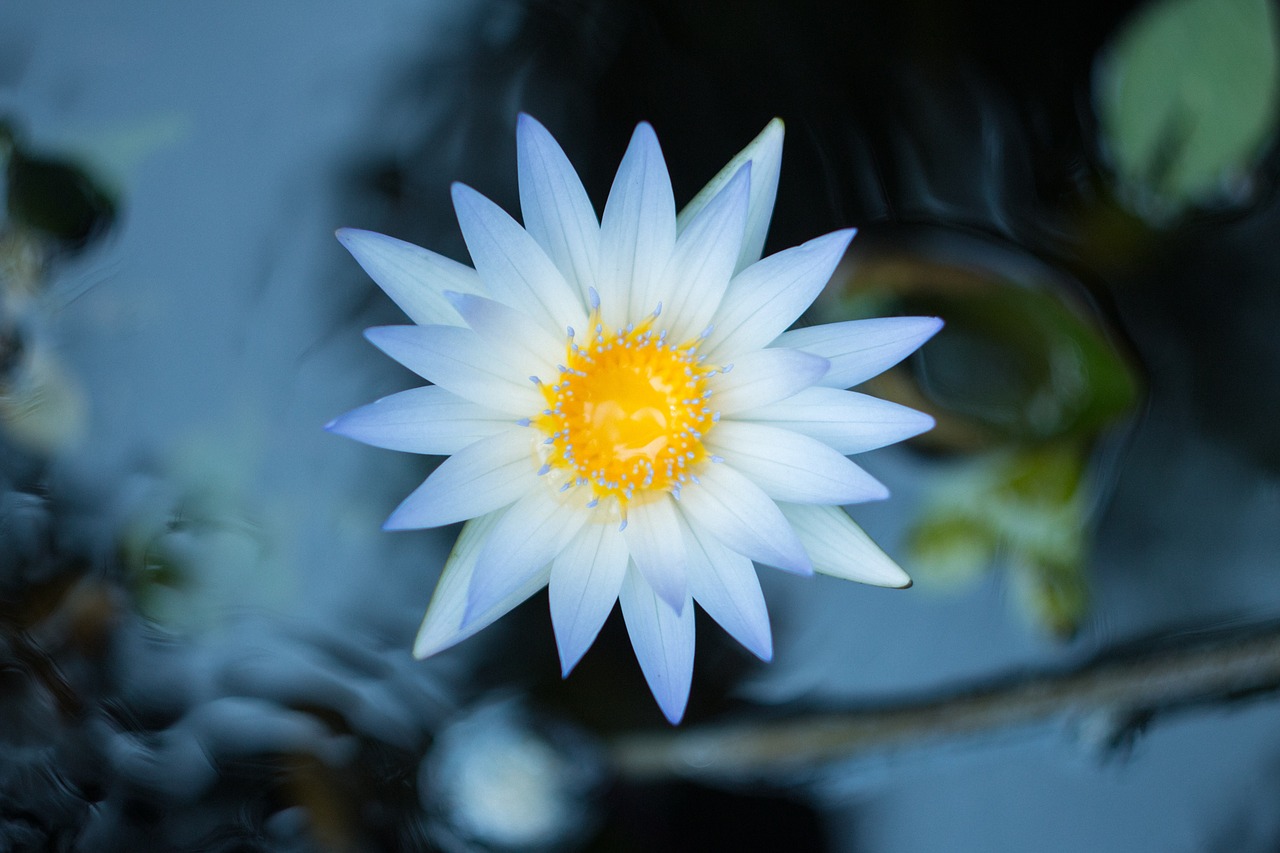 white petal flower free photo