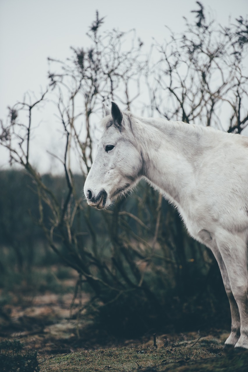 white gorse animal free photo