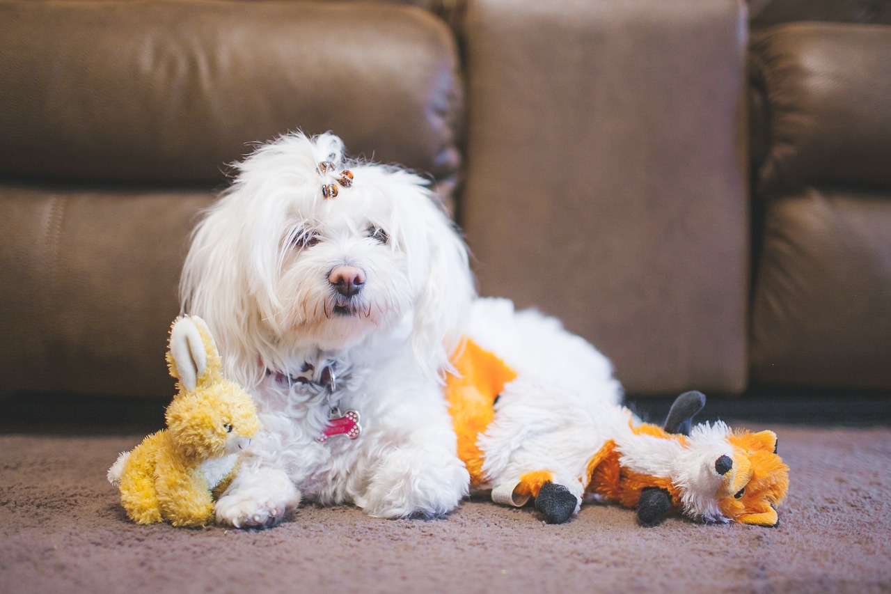 white puppy dog free photo