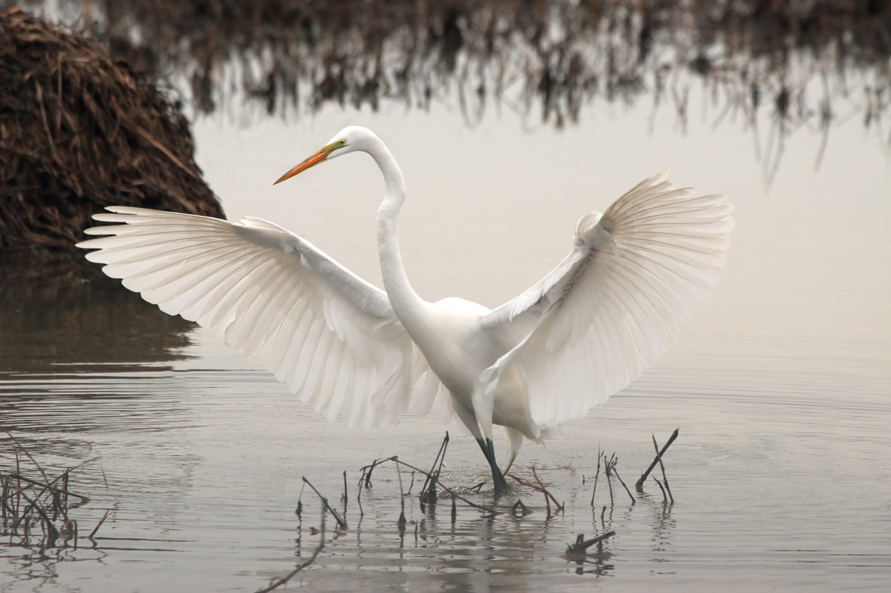 white long neck free photo