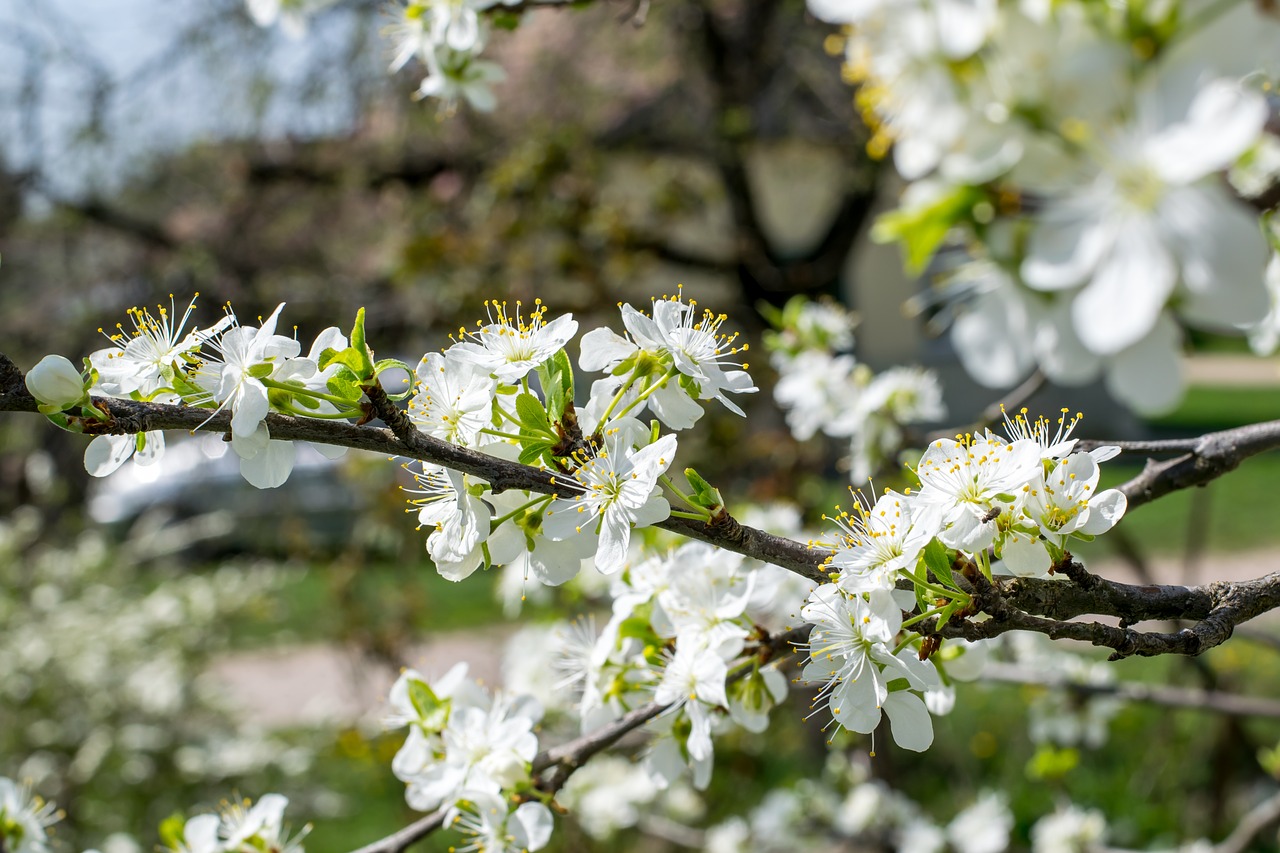 white flower tree free photo