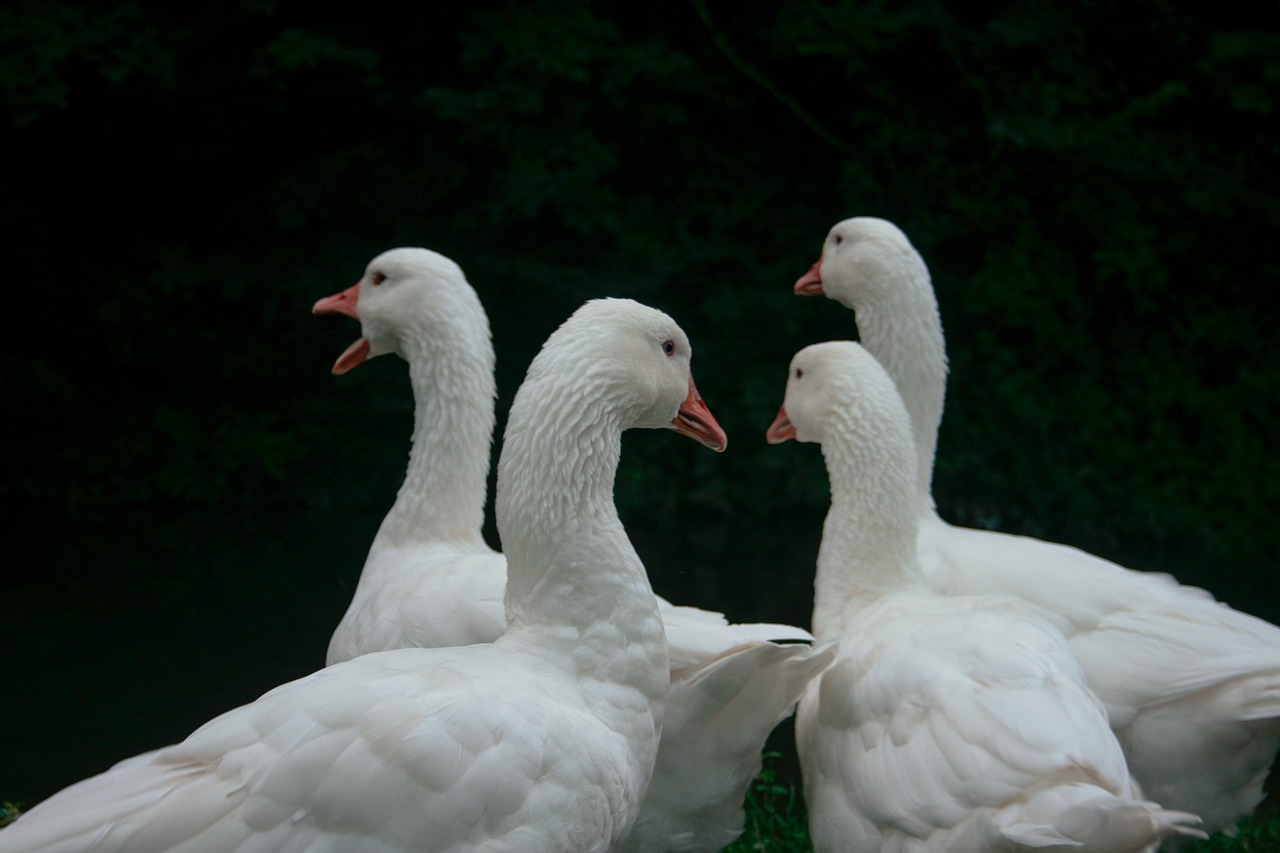 white duck swan free photo