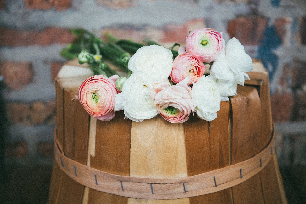 white pink petal free photo