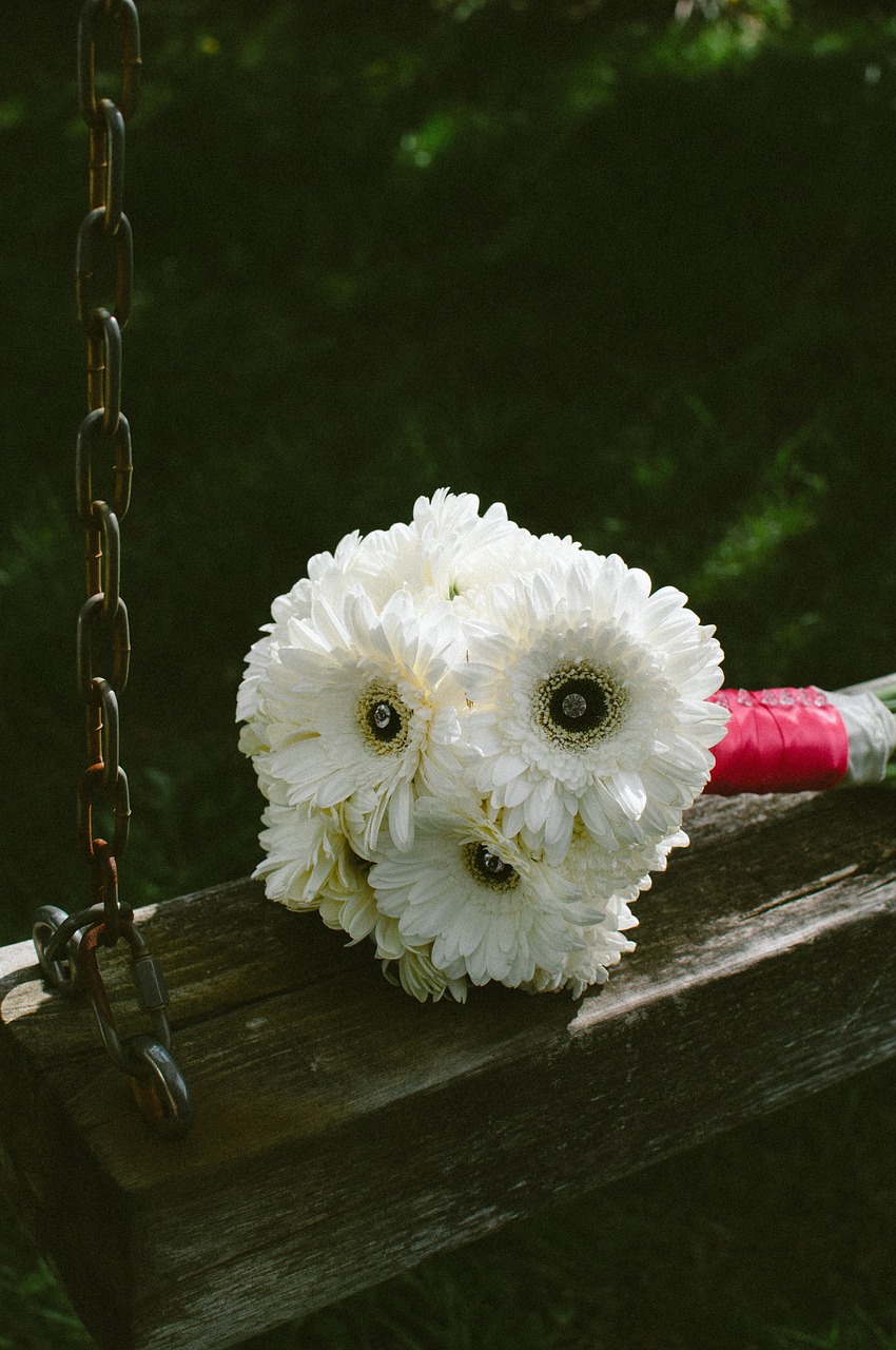 white flower petal free photo