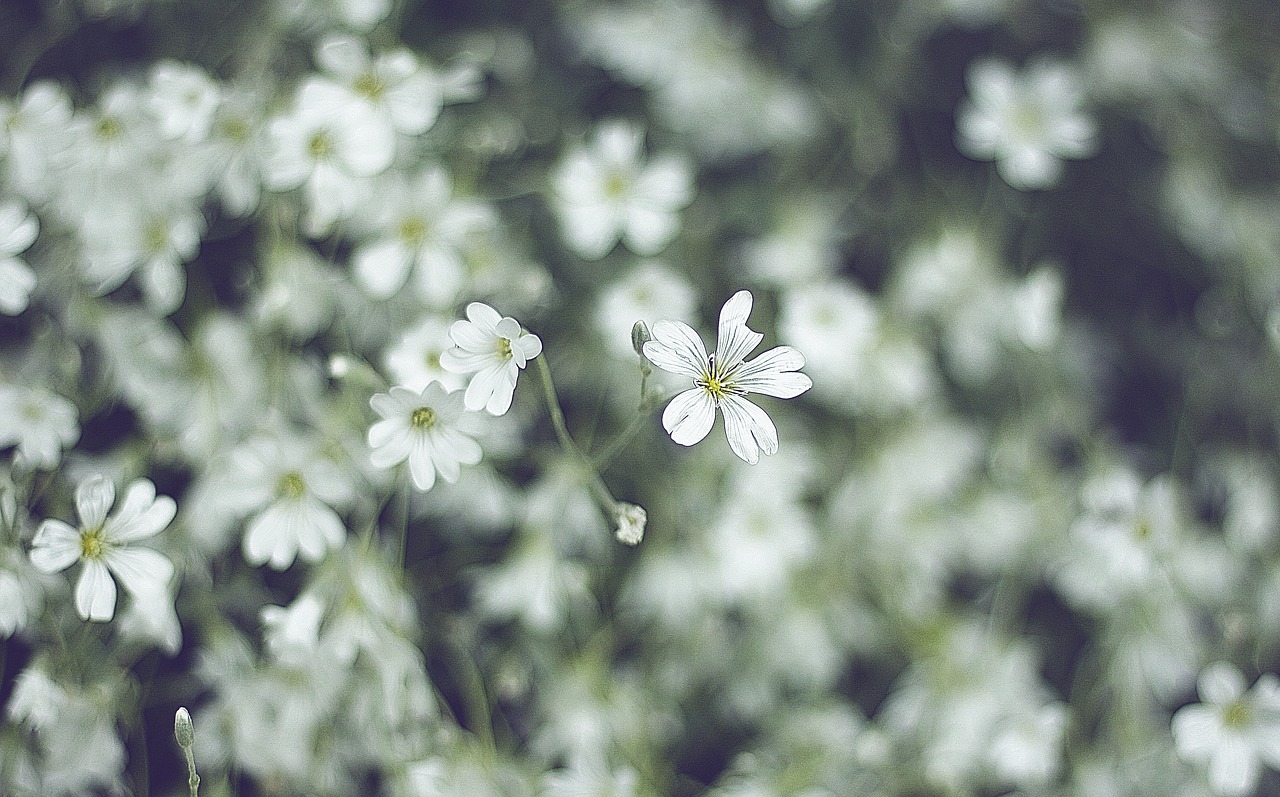 white petal flower free photo