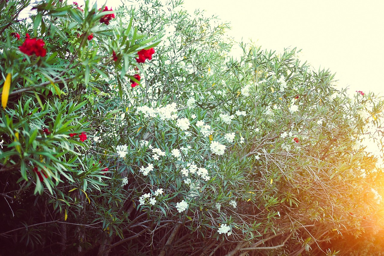 white red flowers free photo