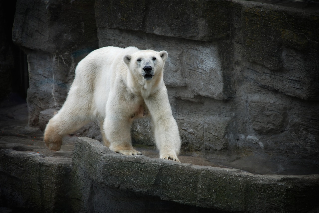 white polar bear free photo