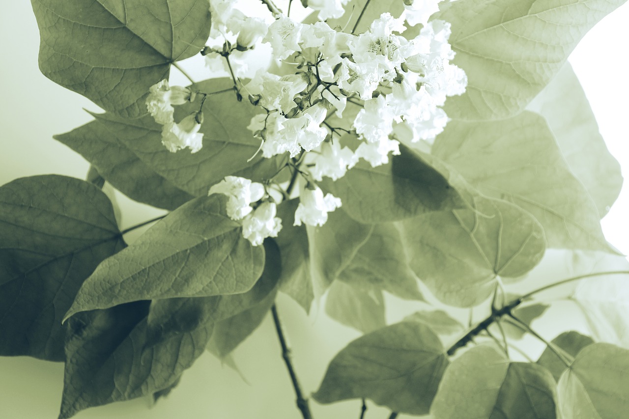 white flower petal free photo