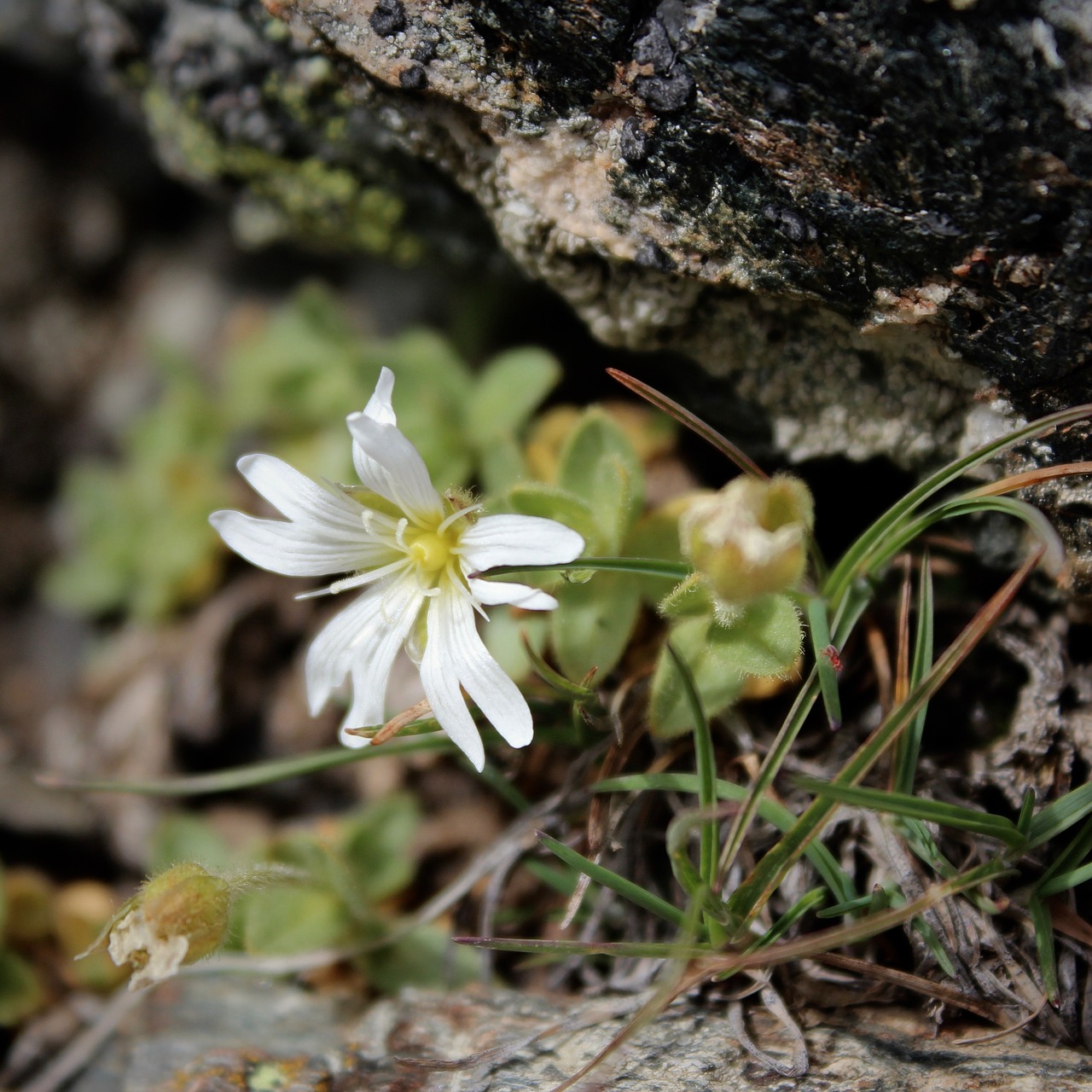 white petal flower free photo