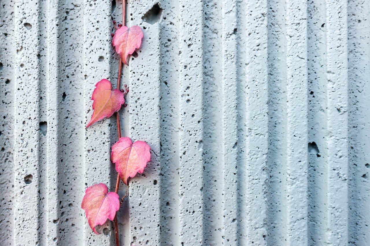 white wall leaf free photo