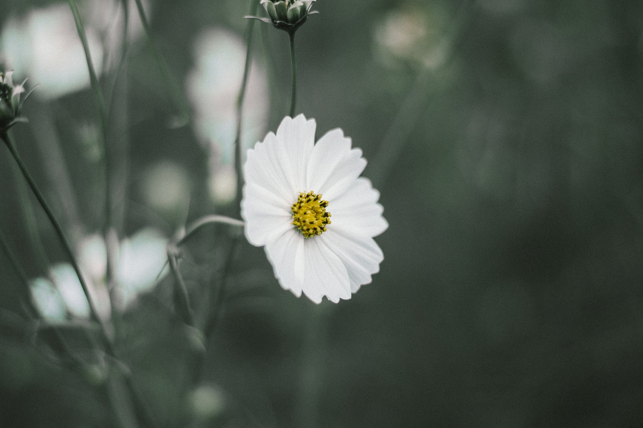 white flower petals free photo