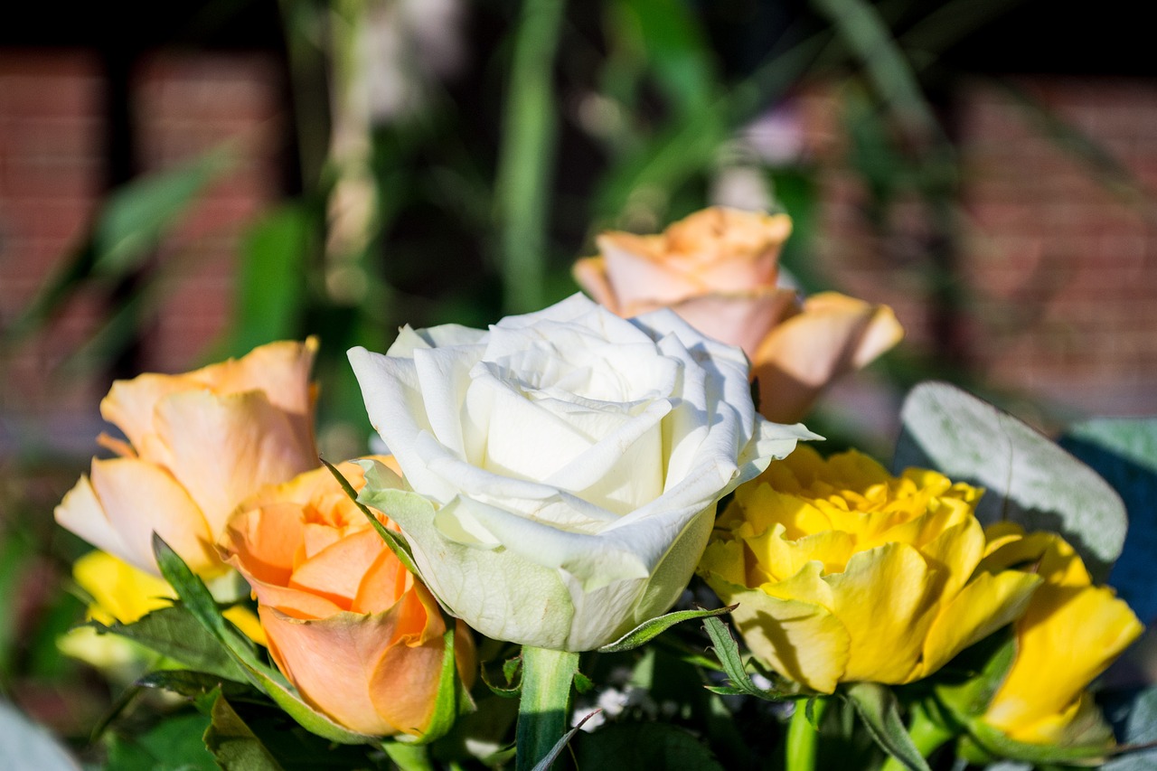 white rose nature free photo