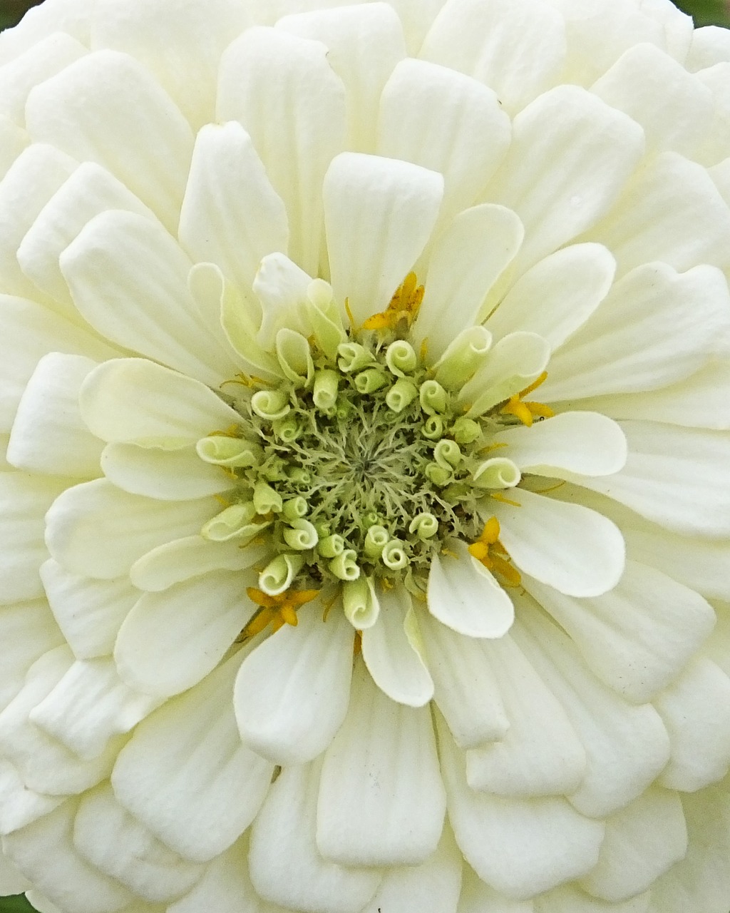 white flower floral free photo