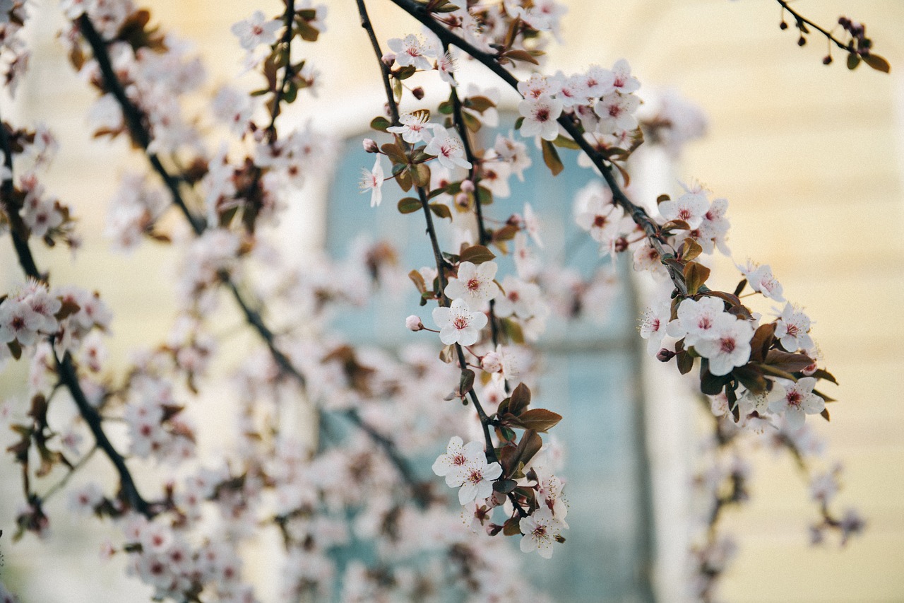 white blossoms trees free photo