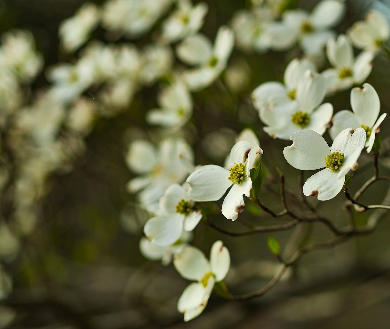 white blossoms flowers free photo