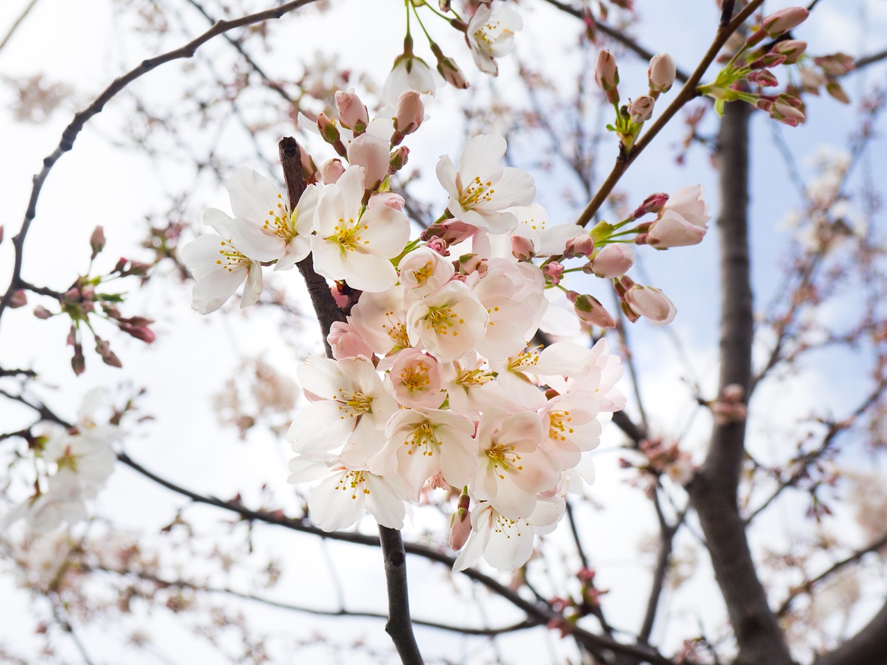 white blossoms trees free photo