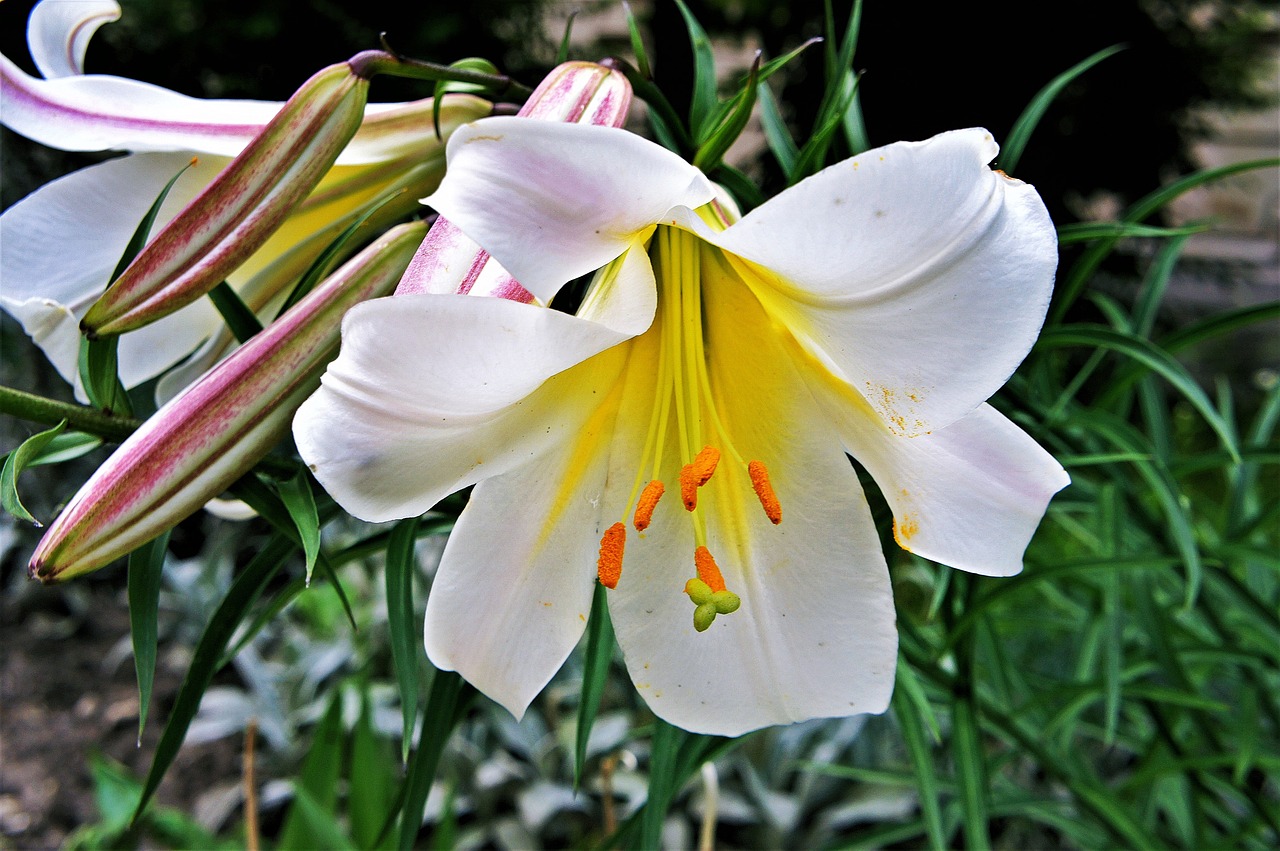 white lily flower free photo