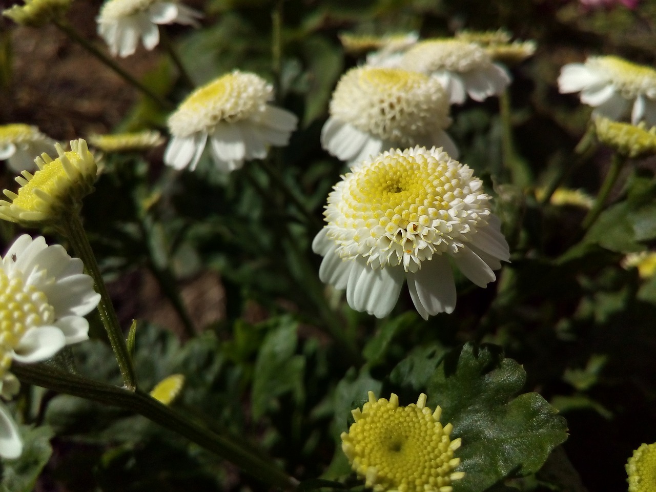 white little flower free photo