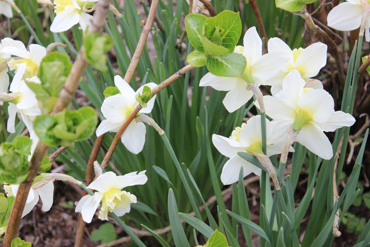 white flower istanbul free photo