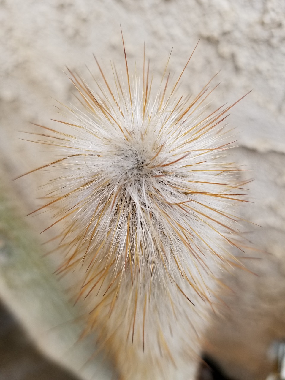 white cactus top down view free photo