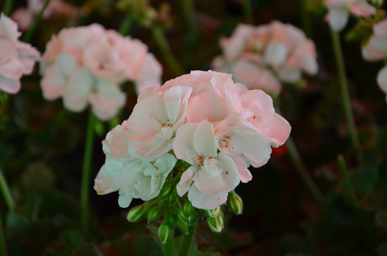 white flower flowers free photo