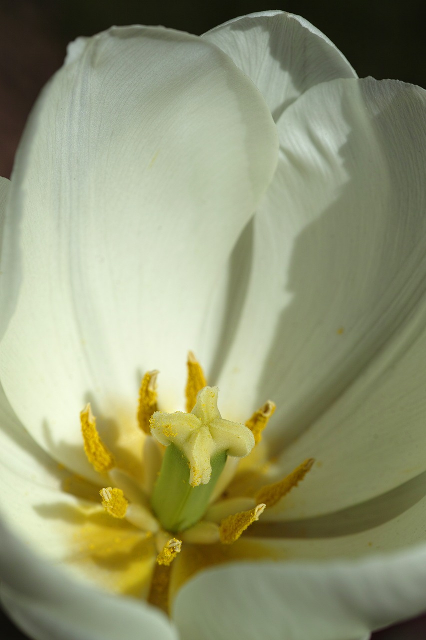 white tulips flower picture free photo