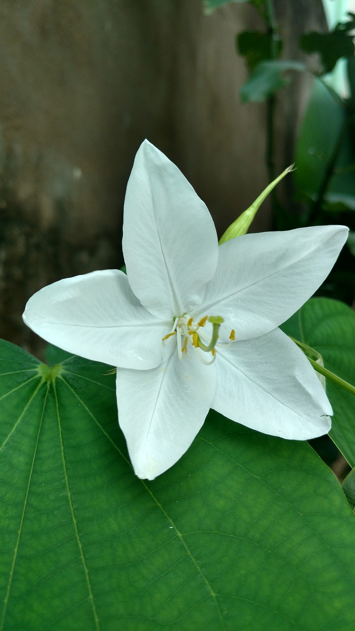 white star flower leaf free photo