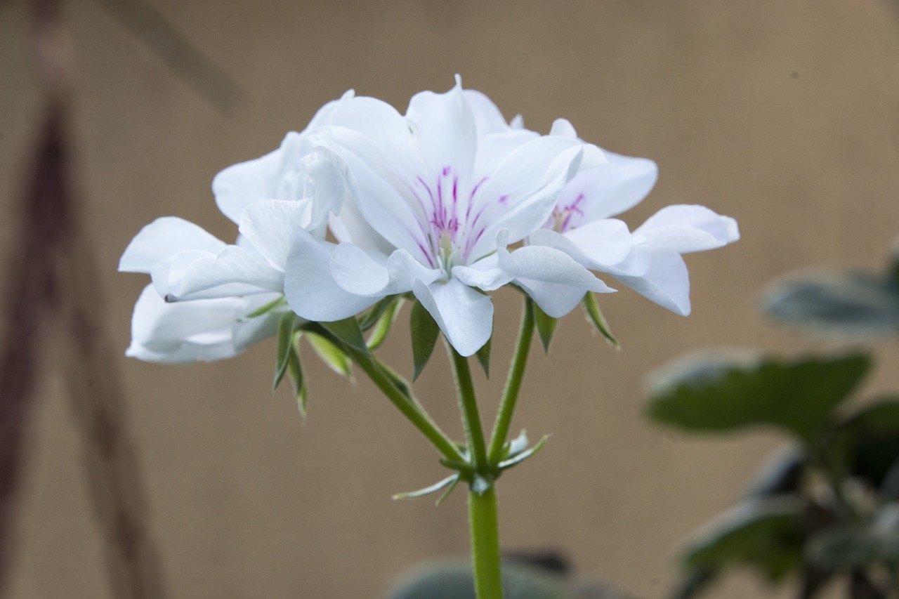 white flower white flower free photo