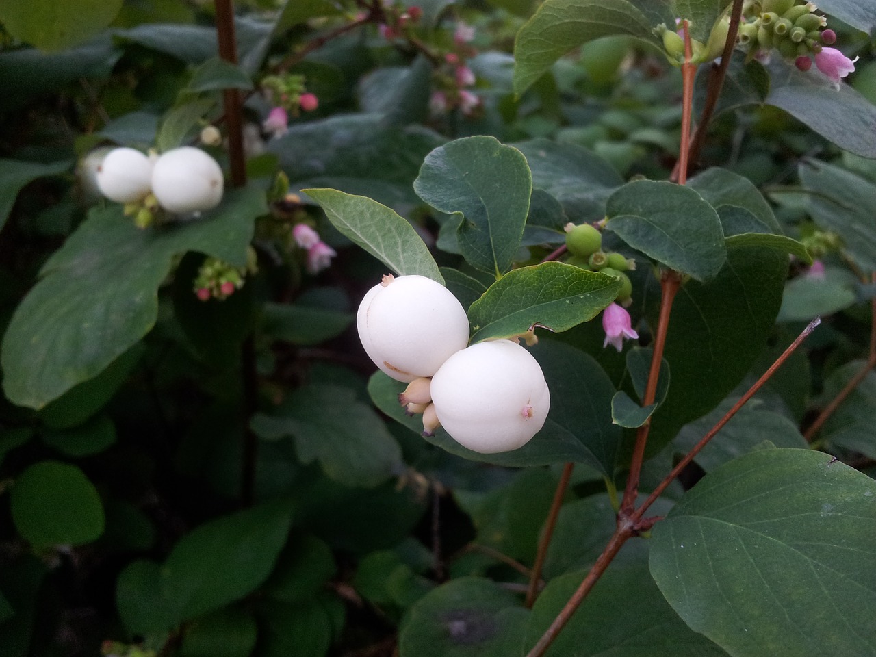 white white berries smällbär free photo