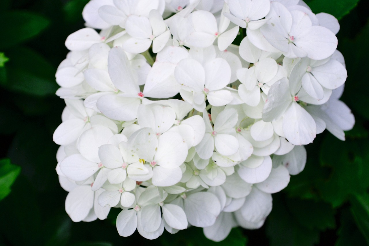white blossom bloom free photo