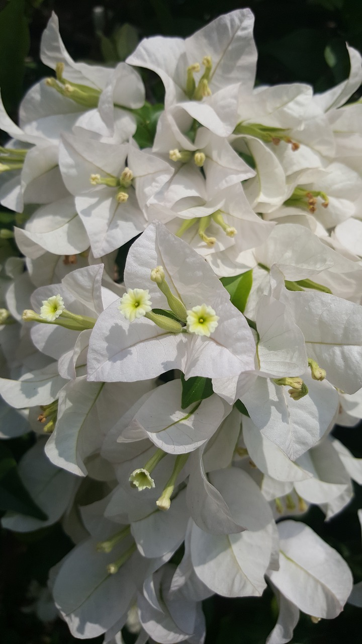 white flower nature free photo