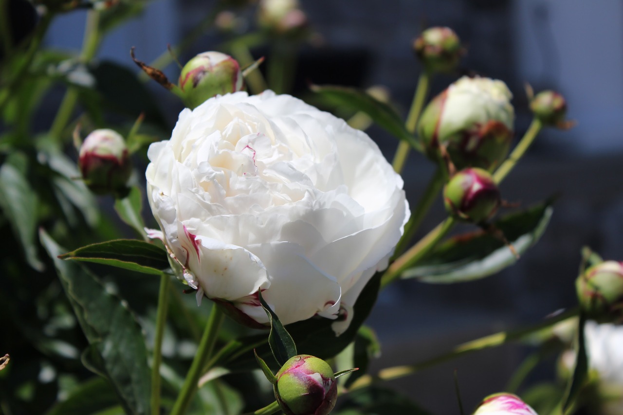 white peony flower free photo