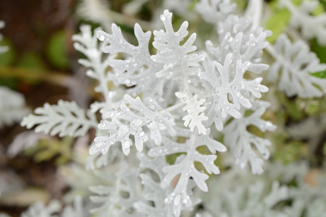 white plants garden free photo